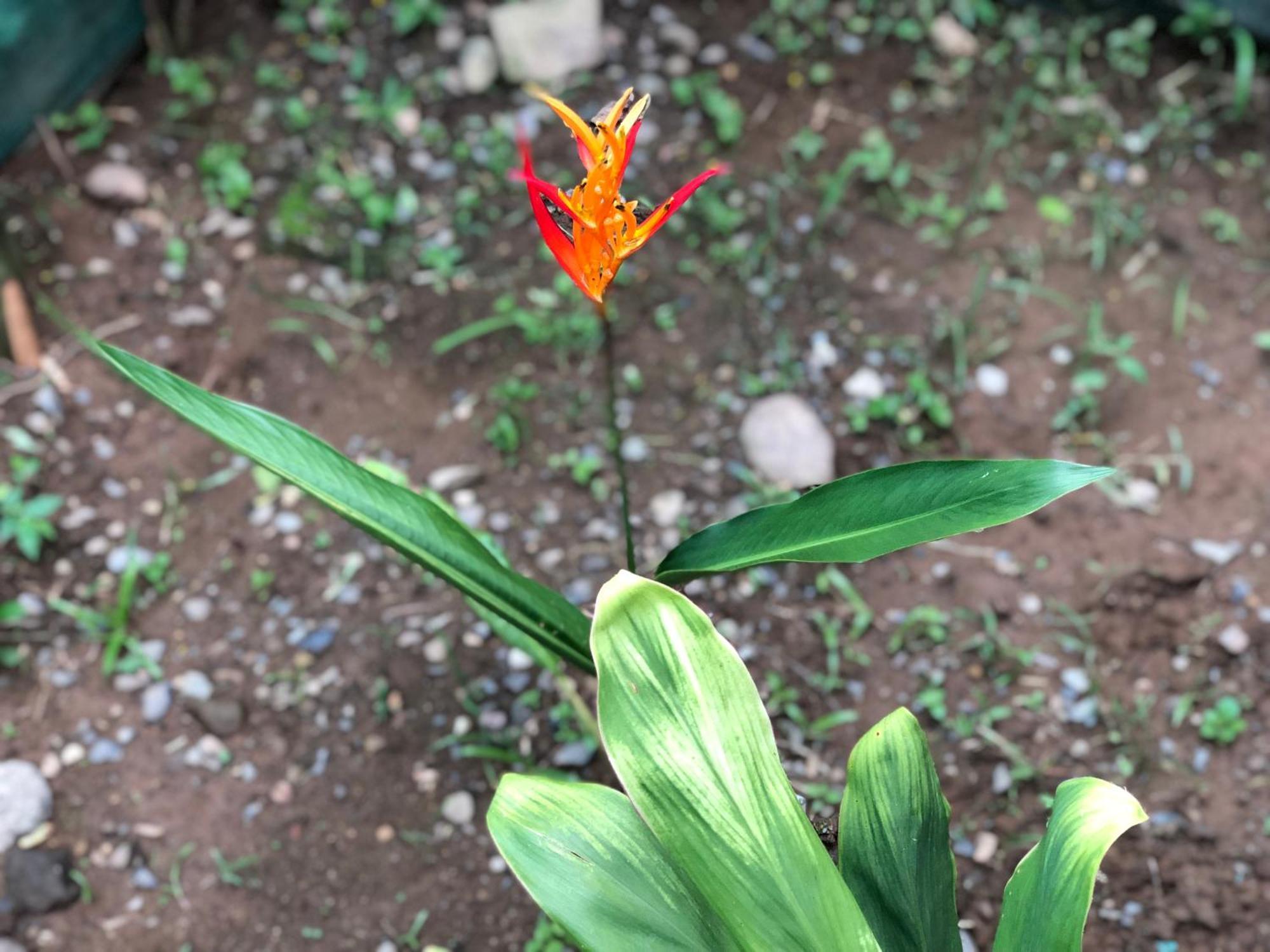 Apartamentos Equipados Dmr #3 Uvita Dış mekan fotoğraf